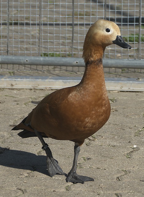 次登场