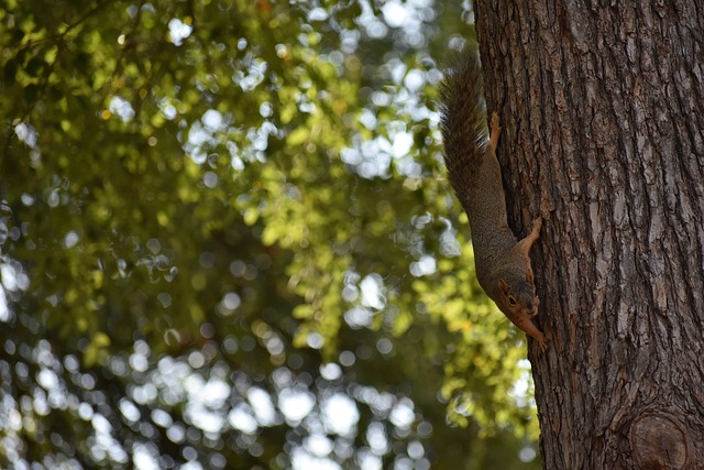 马尔VS福 马尔VS福